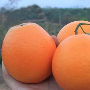 销售批发正宗江西赣南脐橙优质新鲜橙子14斤箱装水果精品水果